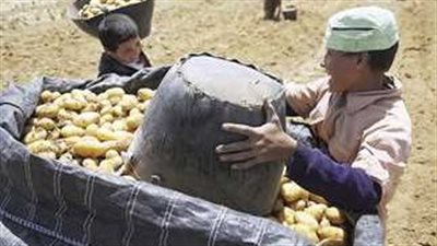 أهمها احتكار بعض التجار.. الغرف التجارية توضح أسباب ارتفاع أسعار البطاطس 