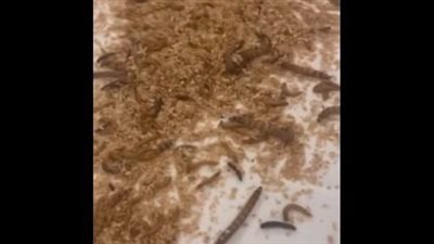 ديدان وحشرات في استقبال نتنياهو بأمريكا.. فيديو