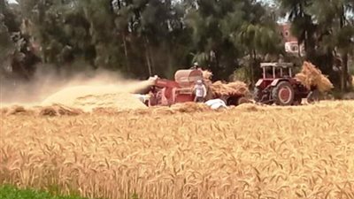 نقيب الفلاحين يكشف أسباب انخفاض أسعار الأرز 