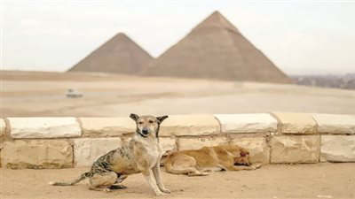 مصرى يسقط بـ«عضة كلب» كل 72 ثانية