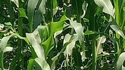 مافيا الأسمدة يسيطرون على الأسواق.. والفلاح في أزمة 