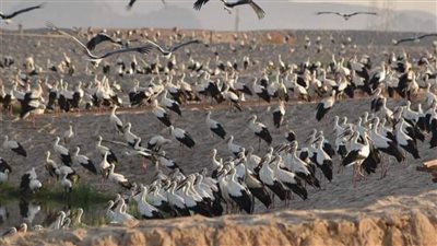 الدقهلية تنفذ حملة لتقصي مرض أنفلونزا الطيور فى مسار الطيور المهاجرة