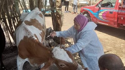 تحصين 104 آلاف رأس ماشية بالمنيا