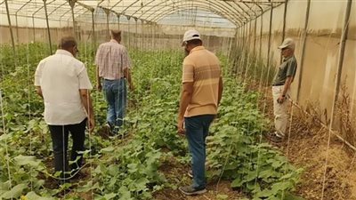 رئيس إنتاج تقاوي الخضر يكشف تفاصيل صنف لوبيا سخا 1 الجديد