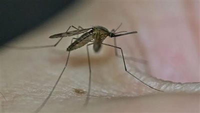 ظهور فيروس غرب النيل بالولايات المتحدة