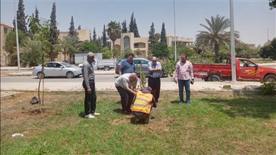 جهاز الشروق يعلن بدء زراعة 3500 شجرة مُثمرة