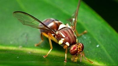 هل ذباب الفاكهة يعالج مرض باركنسون المميت؟