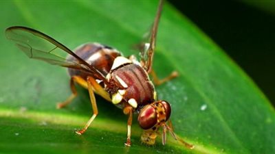 دراسة تكشف علاقة ذباب الفاكهة وعلاج مرض باركنسون