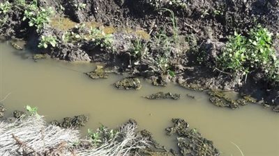 المحاصيل تموت عطشانة.. آلاف الأفدنة مهددة بالبوار بسبب نقص مياه الري بالدقهلية