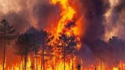 أضرار حرق الغابات على صحة المخ