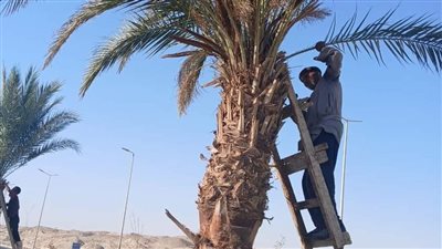 جهاز مدينة سوهاج الجديدة يتابع أعمال صيانة المزروعات 