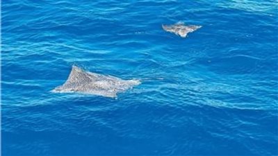 ظهور سمكة «مانتا راي» المهددة بالانقراض في الغردقة