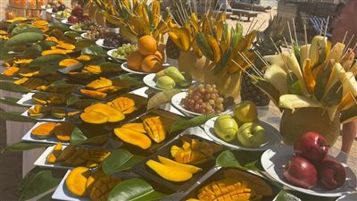 انطلاق مهرجان المانجو بأحد فنادق مرسى علم