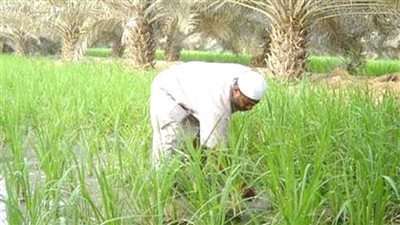  التنمية الزراعية المستدامة تبدأ فى «جنى الثمار»