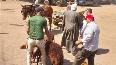 فحص 4387 حيوان وطائر بالقافلة البيطرية بمركز بسيون 