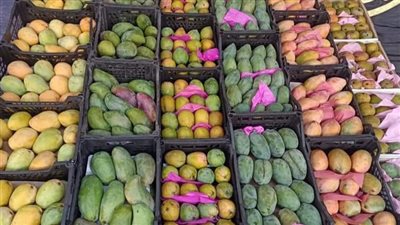 الغرف التجارية: المانجو المصرية يتم تصديرها لـ 50 دولة (فيديو)