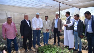 توزيع 50 ألف شتلة زيتون و120 كبشًا مجاناً بمطروح