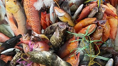 البلطي يصل ل 70 جنيه.. أسعار الأسماك في سوق العبور اليوم 