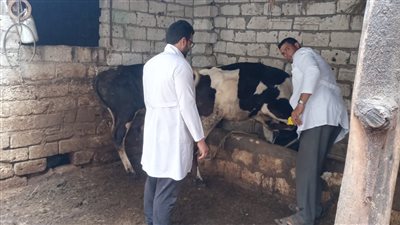 لتحسين السلالات.. إجراء 1659 عملية تلقيح صناعي للماشية بالشرقية 