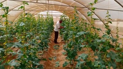 زراعة جنوب سيناء تطلق قافلة لمتابعة المحاصيل الصيفية