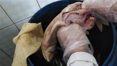 تسمم عدد من المواطنين بسبب أسماك سردين فاسدة بطنطا