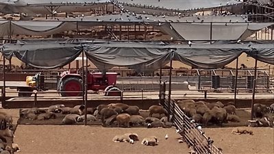 وفد من البحوث الزراعية يتفقد شرق القناة لمتابعة وحل مشاكل الاستثمار الزراعي