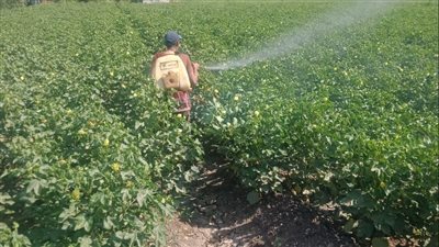 671 فدانا مزروعة قطنا 