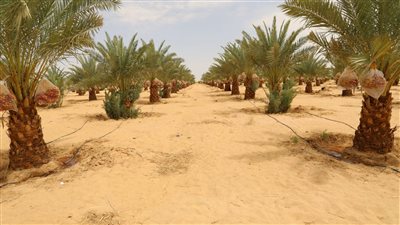 محافظ الوادي الجديد ومدير الدولي للتمور يتفقّدان مشروع الحرير الطبيعي ومزرعة نخيل 