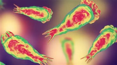 العلماء يحذرون من عدوى تأكل الدماغ