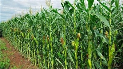 صور|خسائر فادحة للمزارعين بالمنوفية في محصول الذرة