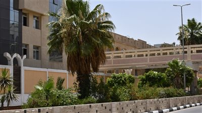 محافظ الفيوم: توزيع وغرس 221500 شجرة بالمراكز والقرى