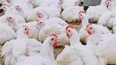 أسعار الدواجن بتعاملات اليوم الأحد من أرض المزرعة والأسواق المحلية