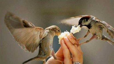 حديث فيه جوامع الكلمة وأساس كل خير.. تعلمه من رسول الله 