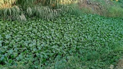 ورد النيل والحشائش.. أزمة تهدد الأراضي الزراعية بالمنوفية