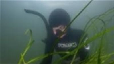 لها فوائد سحرية للدماغ.. اكتشاف أقدم عشبة بحرية  في فنلندا (تفاصيل)