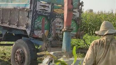 الذرة الشامية تحصد ذراع شاب بالمنوفية| تفاصيل 