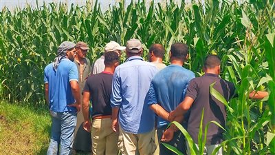 زراعة الذرة بالبحيرة بين الانقراض والاستمرار 