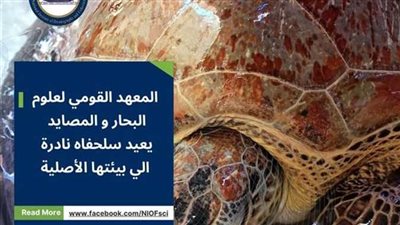 المعهد القومى لعلوم البحار يحبط محاولة بيع سلحفاة بحرية نادرة 