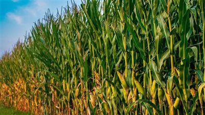 الدقهلية تسابق الزمن لنجاح زراعة 119 ألف فدان ذرة صيفية ونيلية