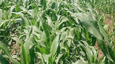 الآفات تتحدى الجمعيات الزراعية.. والذرة الشامية في خبر كان 