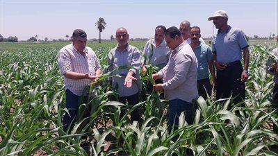 الذرة الشامية محصول استراتيجي لصناعة الزيوت والأعلاف.. والمنيا الأعلى انتاجًا للفدان 