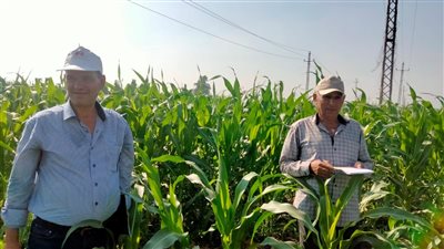 زراعة الشرقية: إنتاجية المحافظة من الذرة الشامية مبشرة