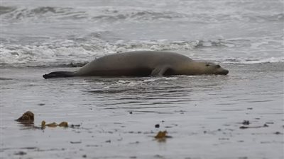 نفوق أسود البحر في كاليفورنيا .. والطحالب السبب 