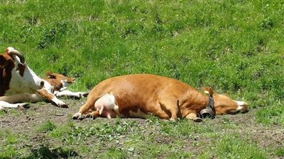 ظهور أول حالة لمرض الجلد العقدي في كوريا الجنوبية