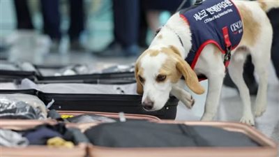 بعد ختام أولمبياد باريس ..الكلب سيكو في كوريا الجنوبية لاكتشاف بق الفراش