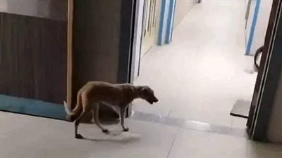 بسبب واقعة الكلب.. صحة قنا تحيل أفراد النبتوجية بمستشفى الصدر للتحقيق 