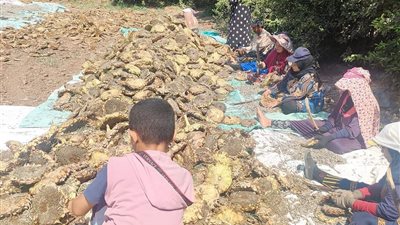 بشاير الخير هلت بحقول عباد الشمس بالمنوفية.. فوائد طبية واقتصادية