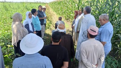 الإدارة المركزية للإرشاد الزراعي تواصل تنفيذ أيام الحقل للذرة الشامية