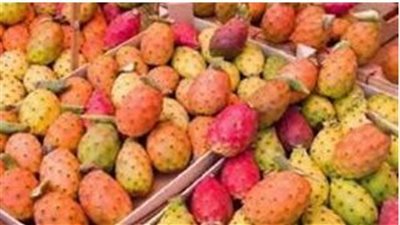 أبرزها إنقاص الوزن فؤائد تناول التين الشوكي 