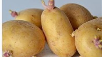 خصائص البطاطس وفوائدها